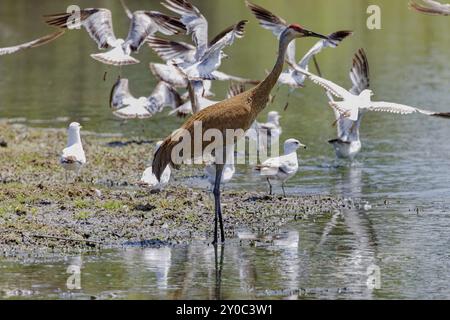 La gru di sabbia (Antigone canadensis) . Uccello nativo americano una specie di grande gru del Nord America. Sullo sfondo gregge di gabbiani aringhe Foto Stock