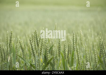 Il pino si dirama in un ambiente naturale all'aperto con goccioline d'acqua scintillanti al sole Foto Stock