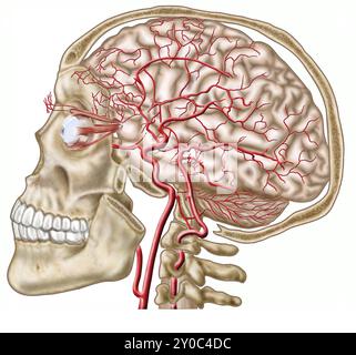 Anatomia del cranio umano, del bulbo oculare e delle arterie al cervello Foto Stock