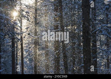 Nevicata contro la luce, Gaellivare, Norrbotten, Lapponia, Svezia, ottobre 2013, Europa Foto Stock