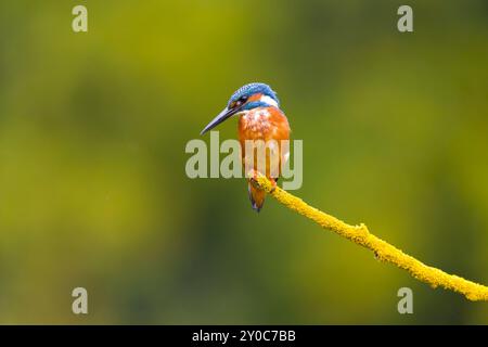 Common kingfisher Alcedo atthis, maschio adulto appollaiato sul ramo coperto di lichene, Suffolk, Inghilterra, agosto Foto Stock