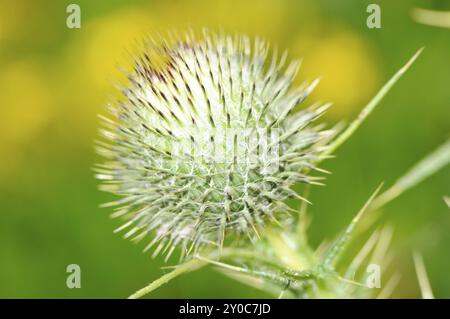 Wooly thistle, close-up, Thistle, Cirsium eriophorum Foto Stock