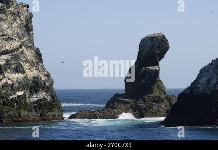 Shag Rocks, circa 130 miglia ad ovest della Georgia del Sud nel sud dell'Oceano Atlantico, con l'allevamento shags sulla parte superiore Foto Stock