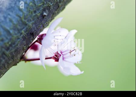 Ciliegia giapponese in primavera, Prunus serrulata o ciliegia giapponese, chiamata anche ciliegia di collina, ciliegia orientale o ciliegia asiatica orientale Foto Stock