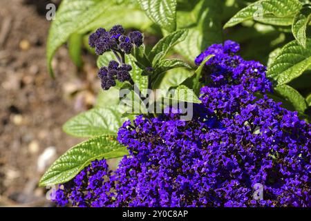 Fiore di vaniglia, eliotropio da giardino nel giardino estivo Foto Stock