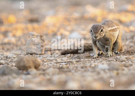 Scoiattolo del Capo (Xerus inauris) in Namibia Foto Stock