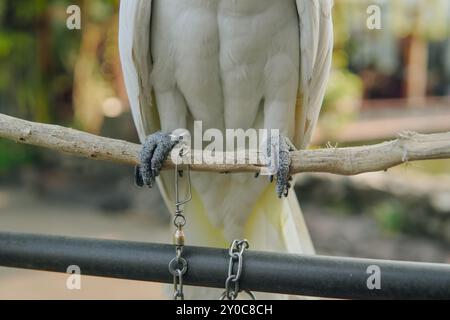 Un pappagallo bianco è appollaiato su un ramo di legno. L'uccello ha una catena intorno ai suoi piedi, che è attaccata a un palo metallico. Foto Stock