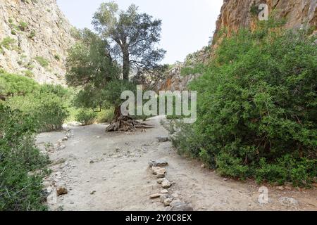 Olivo nella Gola di Agiofarango, Creta, Grecia, Europa Foto Stock