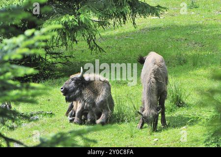 Branco di bisonti europei al sole della sera Foto Stock