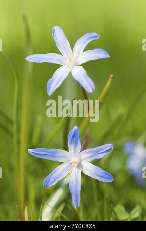 Chionodoxa, nota come Giacinti stellari o lucentezza della neve all'inizio della primavera. Primo piano con bokeh eccellente e molto spazio per il testo. Chionodoxa (Gloria del Foto Stock