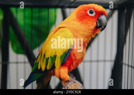 Sun Conure, un pappagallo giallo e verde è arroccato su un ramo di legno all'interno di una gabbia. Foto Stock