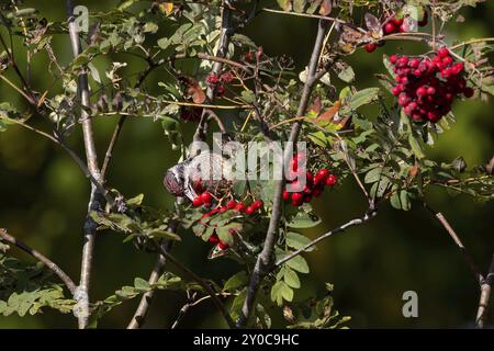 Lo Sphyrapicus varius (Sphyrapicus varius) sui lamponi (Sorbus aucuparia, noto come ceneri di montagna. Picchio di medie dimensioni che si riproduce in C. Foto Stock