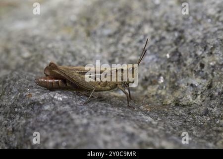 Grasshopper Nightingale, Chorthippus biguttulus, Grasshopper Foto Stock