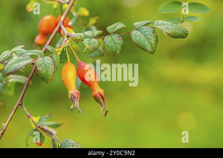 Frutti di rosa moyesii Foto Stock