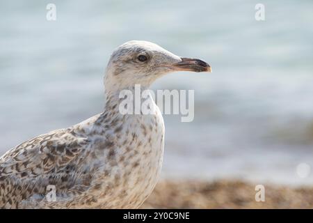 Giovane gabbiano a piedi su una spiaggia di sabbia Foto Stock