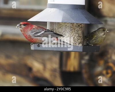 Pine Grosbeak (enucleatore Pinicola) e Greenfinch (Chloris chloris), uccelli maschi adulti alla stazione di alimentazione, maggio, Lapponia finlandese Foto Stock