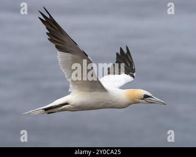 Gannet malato di influenza aviaria selvatica Foto Stock