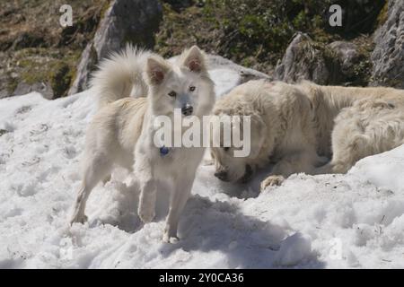 Con cani in un tour di montagna (cane islandese e Golden Retriever) Foto Stock