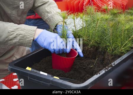 Riempimento con terreno pot-cresciuto pine pianta, Earth Day salvare ambiente concetto Foto Stock