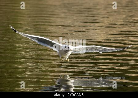 Un gabbiano vola in basso appena sopra l'acqua del lago Coeur d'Alene nell'Idaho settentrionale Foto Stock