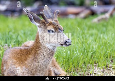 Un cervo nero maschile, Odocoileus hemionus columbianus, con antlers è posato nell'erba sulla cima dell'uragano Ridge a Washington. Con antlers i Foto Stock