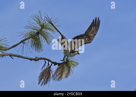 Un falco pescatore prende il volo da una diramazione nel nord dell'Idaho Foto Stock