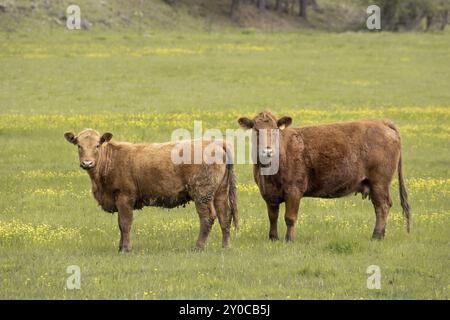 Due mucche che guardano la telecamera mentre pascolano in un campo agricolo nel nord dell'Idaho Foto Stock