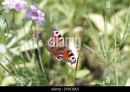 Pavone europeo (Aglais io), farfalla, macro, fiore, colorato, la farfalla di pavone succhia il nettare dal fiore di una scabiosa Foto Stock