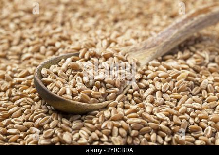 Una foto panoramica di un piccolo cucchiaio di legno in una pila di piccoli frutti di grano Foto Stock