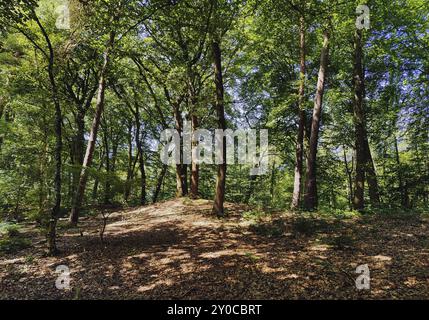 Paesaggio forestale della Westruper Heide, Haltern am SEE, regione della Ruhr, Renania settentrionale-Vestfalia, Germania, Europa Foto Stock