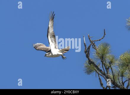 Un Osprey decolla da un ramo di pino Foto Stock