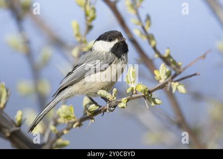 Un primo piano di un piccolo chickadee con il cappuccio nero arroccato su un piccolo ramoscello a Coeur d'Alene, Idaho Foto Stock