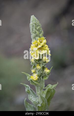 Un primo piano dei piccoli fiori gialli sul gambo di una pianta comune di Mullein vicino a Hauser, Idaho Foto Stock