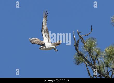 Un Osprey decolla da un ramo di pino Foto Stock