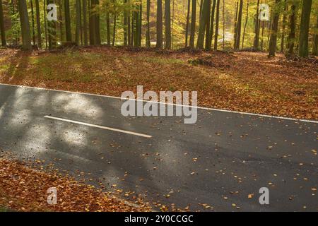 Una strada si snoda attraverso una foresta autunnale, gli alberi sono coperti da foglie colorate e ruscelli di luce solare attraverso i rami, Altenbuch, Miltenberg Foto Stock