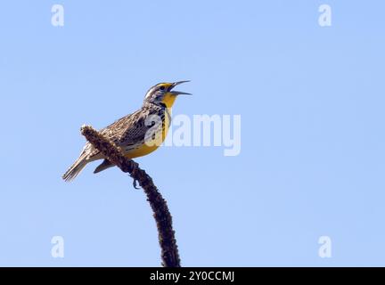 il meadowlark occidentale, arroccato su un'erba, canta ad alta voce Foto Stock