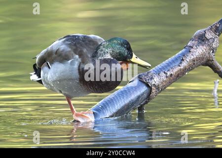 Un'anatra maschile si erge su un ramo d'albero nell'acqua di uno stagno che si gratta a Spokane, Washington Foto Stock