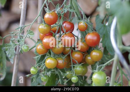 Pomodori (Solanum lycopersicum), arbusti, frutta, rosso, giardiniere hobby, pomodori maturi e non maturi appesi su un cespuglio Foto Stock