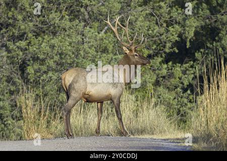 Un alce toro attraversa una strada sterrata in un parco in una giornata di sole nel Montana occidentale Foto Stock