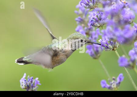 Una femmina di colibrì calliope, selasphorus calliope, beve il nettare da un fiore di lavanda Foto Stock