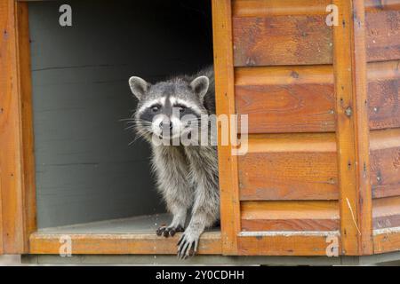 Un procione, Procyon Lotor, guarda curiosamente fuori da una scatola di alimentazione lungo la diga di westhaven Cove a Westport, Washington Foto Stock