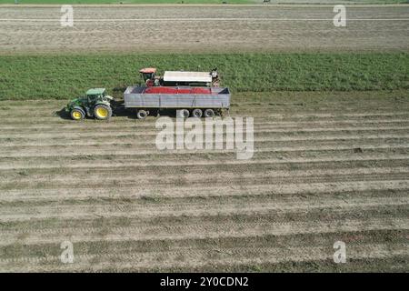Un trattore trasporta un rimorchio ripieno di pomodori rossi in un grande campo agricolo verde nella pianura italiana Foto Stock