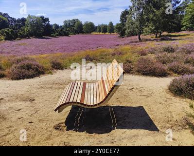 Intenso fiore di erica con panchina nella Westruper Heide, Haltern am SEE, regione della Ruhr, Renania settentrionale-Vestfalia, Germania, Europa Foto Stock