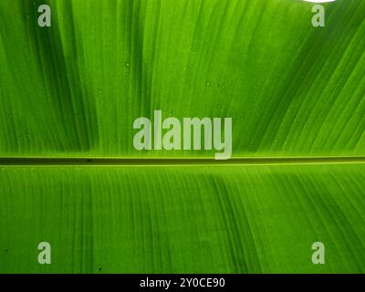 Gocce d'acqua su foglia verde di banana, texture per aggiungere testo o grafica, freschezza delle piante dopo la pioggia Foto Stock