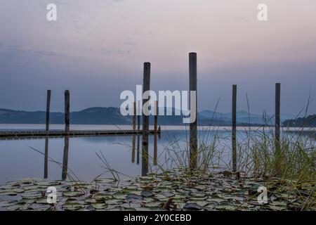 Lily si immerge nell'acqua e un molo al lago Chatcolet vicino a Plummer, Idaho Foto Stock