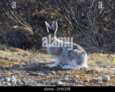 Lepre di montagna (Lepus timidus), allerta nel letto del fiume, muta dall'inverno nel suo cappotto estivo, maggio, Lapponia finlandese Foto Stock