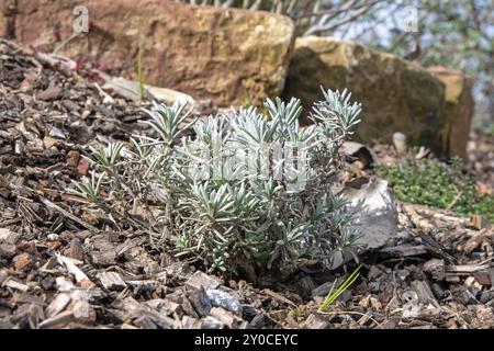 Un primo piano di una pianta di rosmarino che cresce sul terreno in primavera Foto Stock