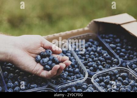 Mani maschili che tengono grandi mirtilli su scatola di cartone o cassa piena di contenitori di plastica con mirtillo. Berry spedizione, concetto di consegna. Guy deli Foto Stock