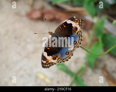 Blue Pansy Butterfly sull'albero con sfondo verde naturale, il motivo assomiglia agli occhi arancioni sull'ala nera e blu e viola e gialla Foto Stock