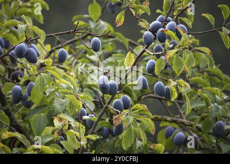 Prugna con i suoi rami pesantemente carichi di prugne blu mature Foto Stock